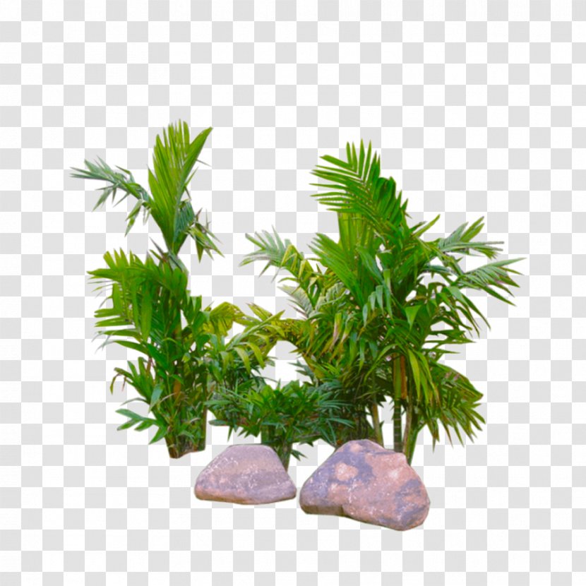 Image Palm Trees Plants - Plant - Tropical Flyer Transparent PNG