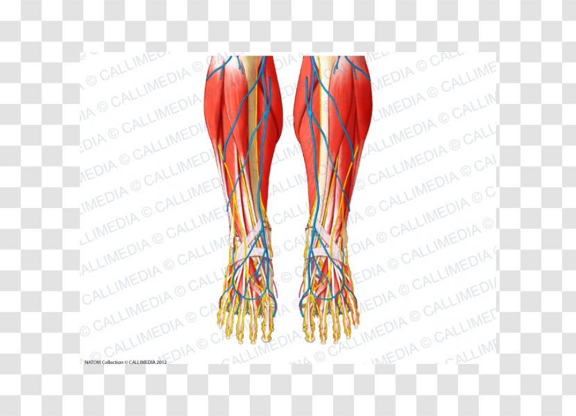 Finger Foot Muscle Human Anatomy - Silhouette - Superficial Temporal Nerve Transparent PNG