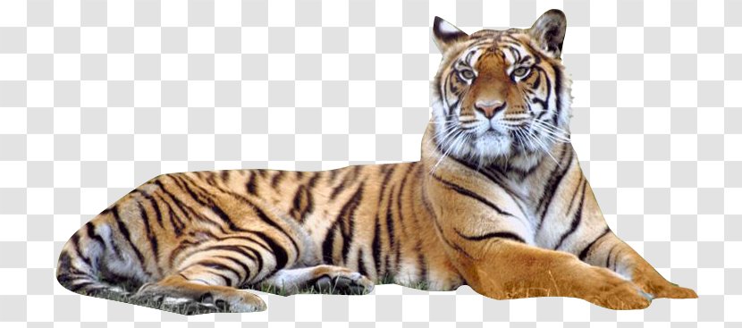 Bengal Tiger Siberian - Big Cat - Image Transparent Transparent PNG