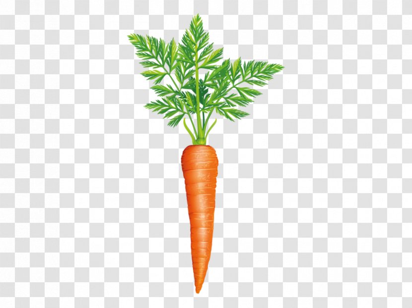 Stock Photography Carrot Vegetable Greens Image - Food Transparent PNG