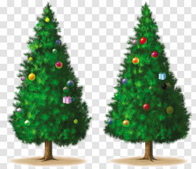 Christmas Tree Spruce Pine Transparent PNG