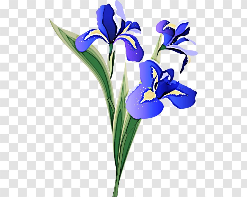 Flower Flowering Plant Petal Iris Reticulata - Cut Flowers Family Transparent PNG