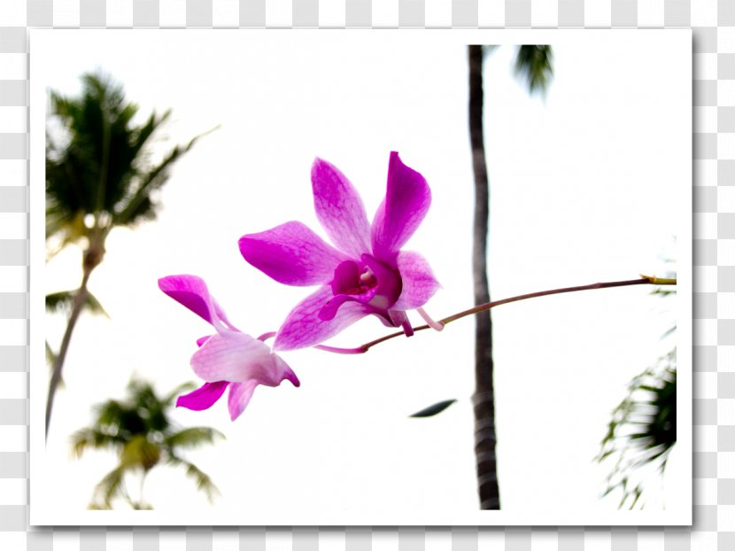 Dendrobium Violet Plant Stem Herbaceous Wildflower - Spring Transparent PNG