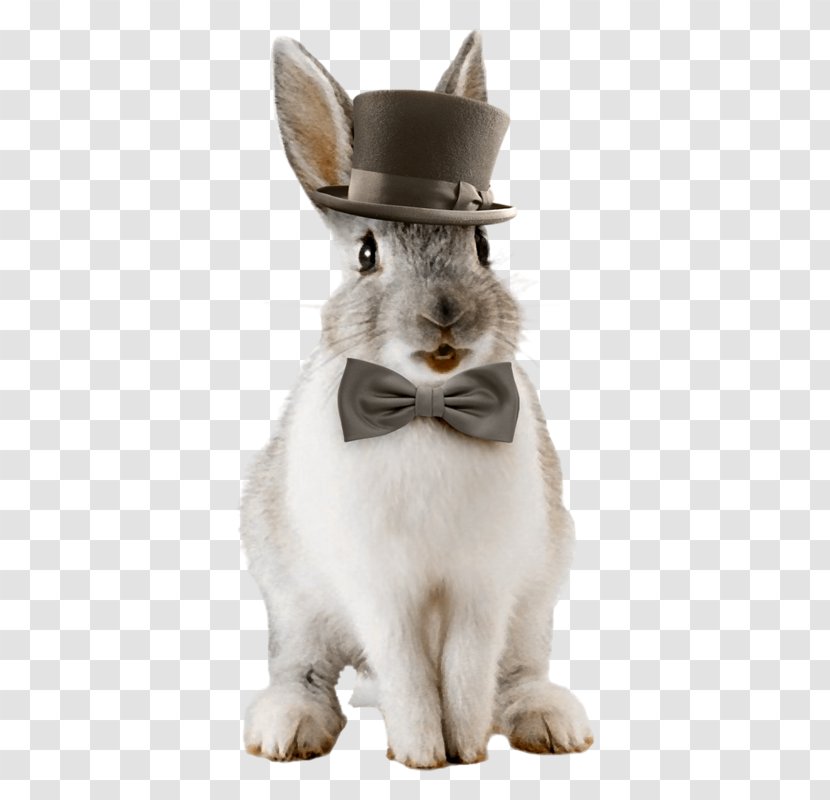 Domestic Rabbit Whiskers Hare - Rabits And Hares Transparent PNG