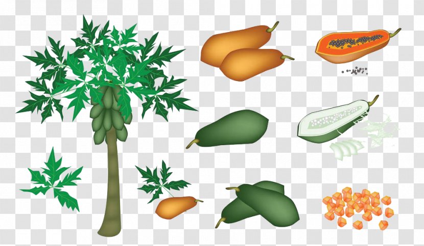 Papaya Pawpaw Royalty-free Clip Art - Watercolor - Cartoon Hand Painted With Tree Transparent PNG