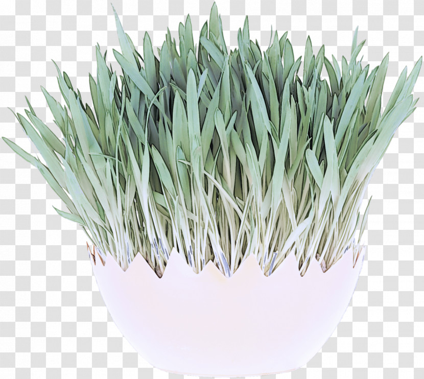 Grasses Welsh Onion Flowerpot Commodity Herb Transparent PNG