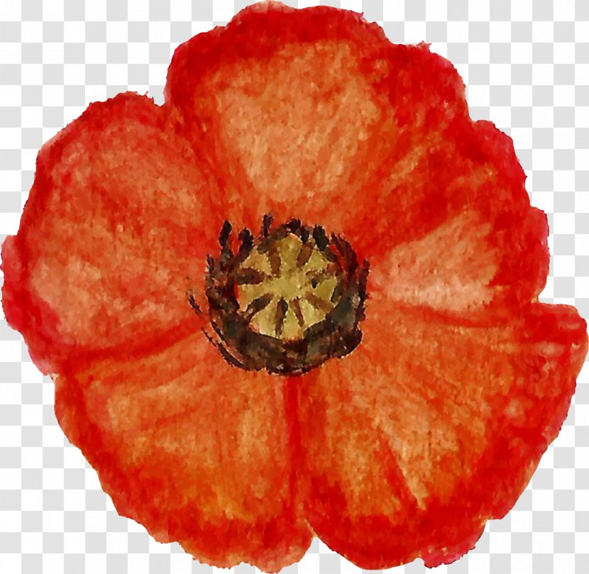 Flower Petal The Poppy Family Transparent PNG