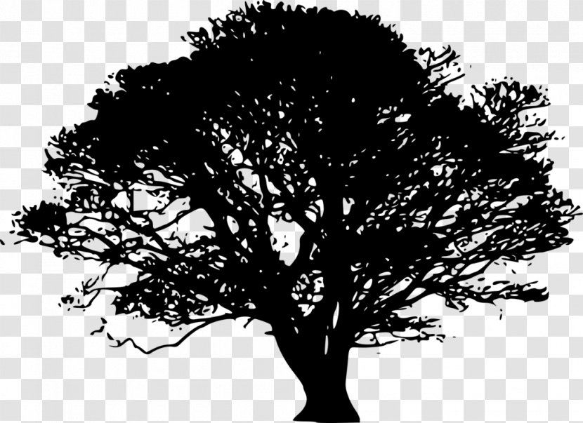 Tree English Oak White Clip Art Branch - Common Fig Transparent PNG