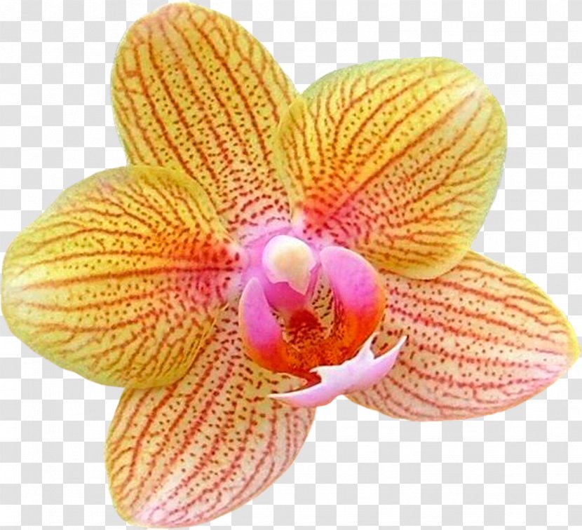 Moth Orchids Flower Diary Clip Art Transparent PNG