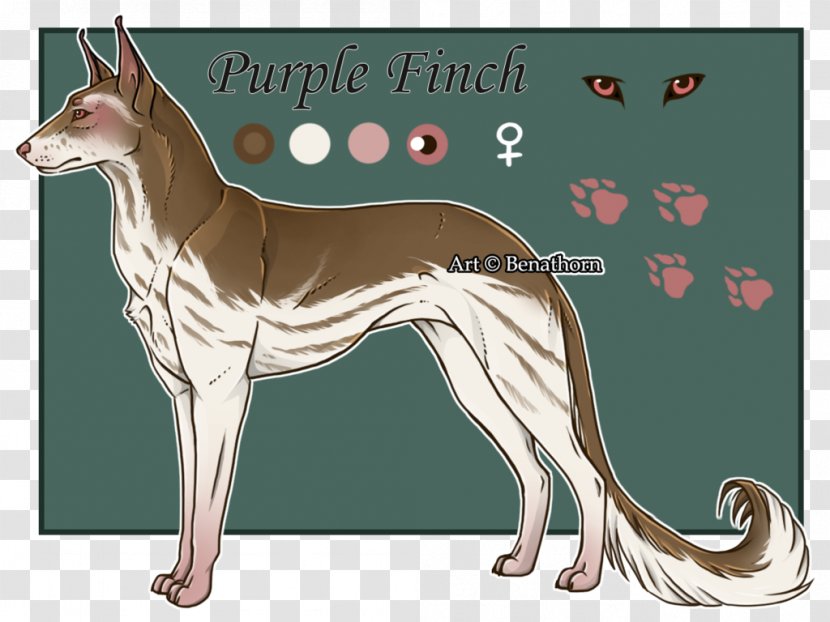 Whippet Italian Greyhound Ibizan Hound Dog Breed - Red Finch Rental Transparent PNG