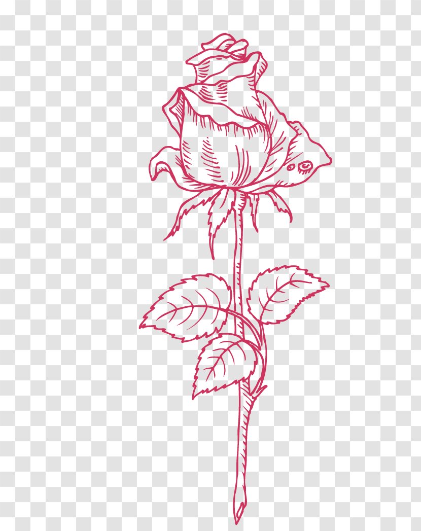 Beach Rose Drawing - Frame - Hand-painted Roses Transparent PNG