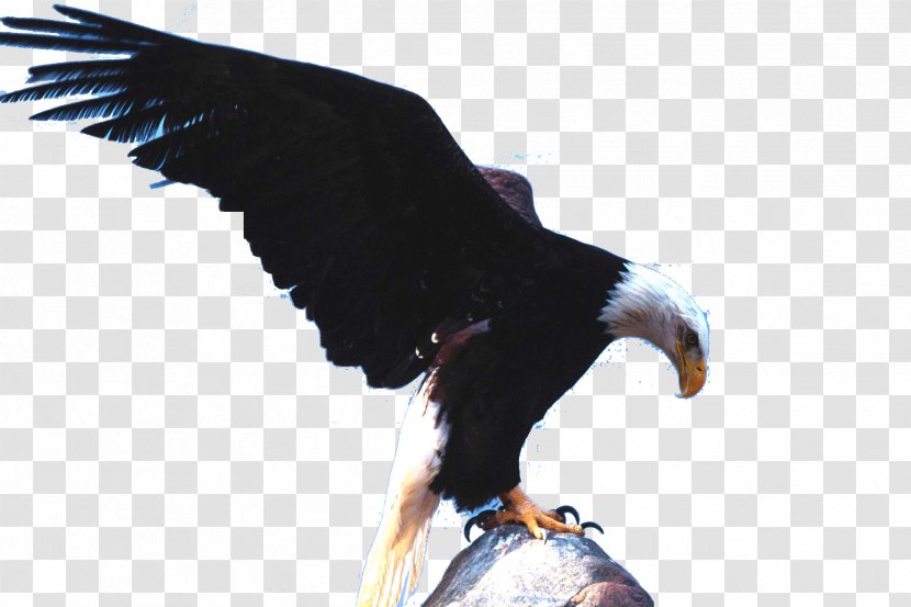 Bald Eagle White-tailed Bird Wallpaper - Of Prey Transparent PNG