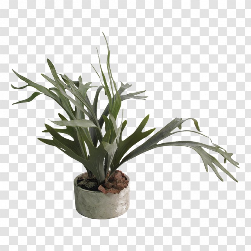 Flowerpot Houseplant Staghorn Ferns - Red Clay Pot Transparent PNG