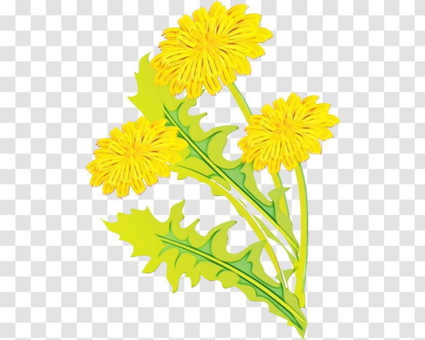 Drawing Of Family - Dandelion - Barberton Daisy Gerbera Transparent PNG