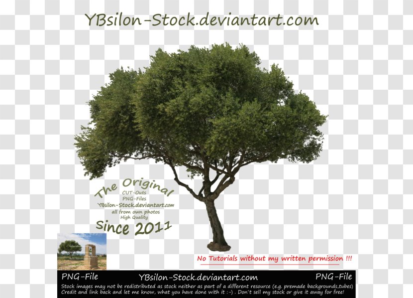 DeviantArt Image Stock Photography Tree - Art - Evergreen Transparent PNG