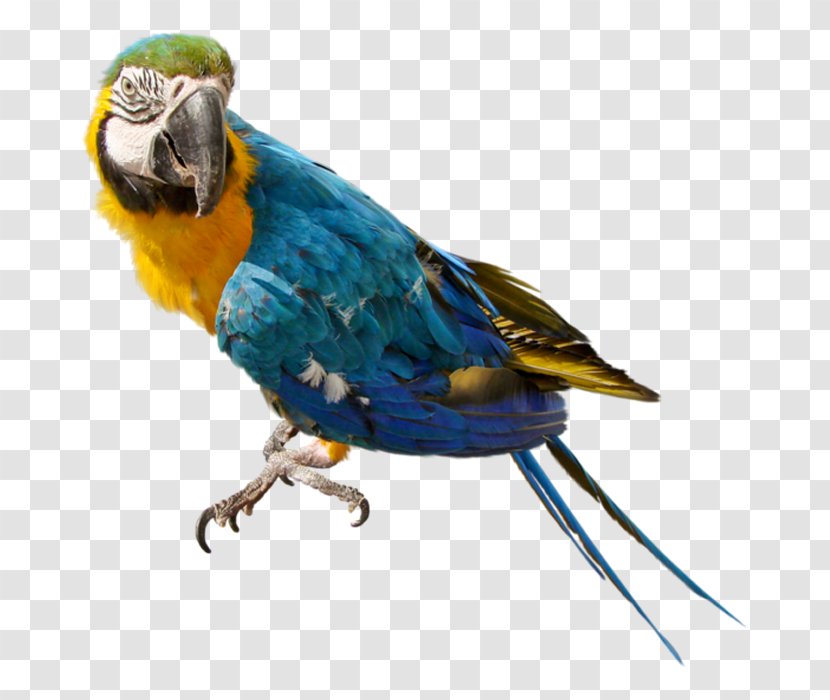 Parrot Clip Art - Feather Transparent PNG