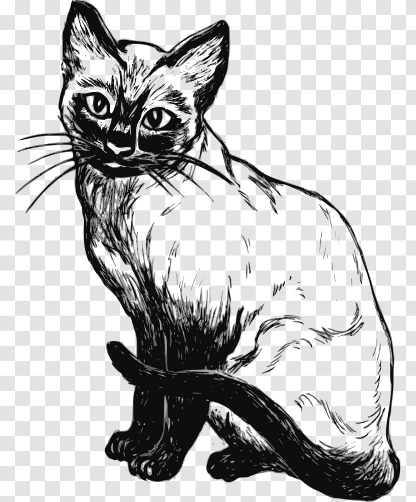 Siamese Cat Kitten Drawing Sketch - Mammal Transparent PNG