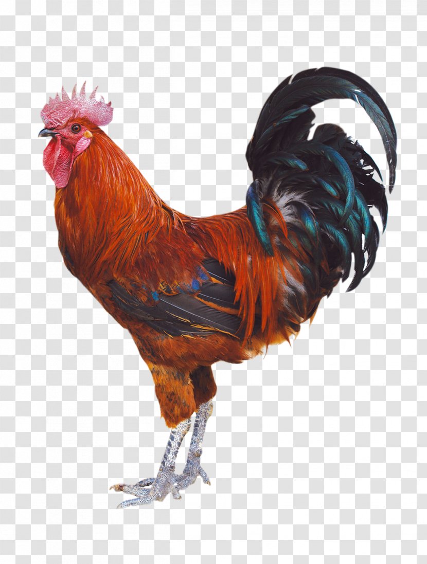 Chicken Duck Rooster Poultry - Food Transparent PNG