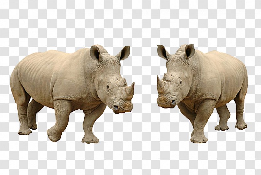 White Rhinoceros Hippopotamus Lion Stock Photography - Zebra - Tropical Rhino Transparent PNG