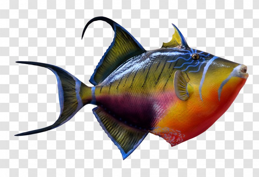 Portable Document Format Fish - Computer Software - Colorful Transparent PNG