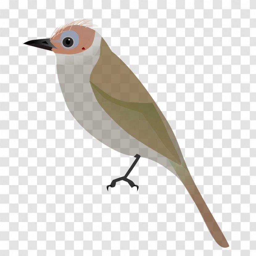 Songbird Bare-faced Bulbul Grey-headed Common Nightingale - Bird Transparent PNG