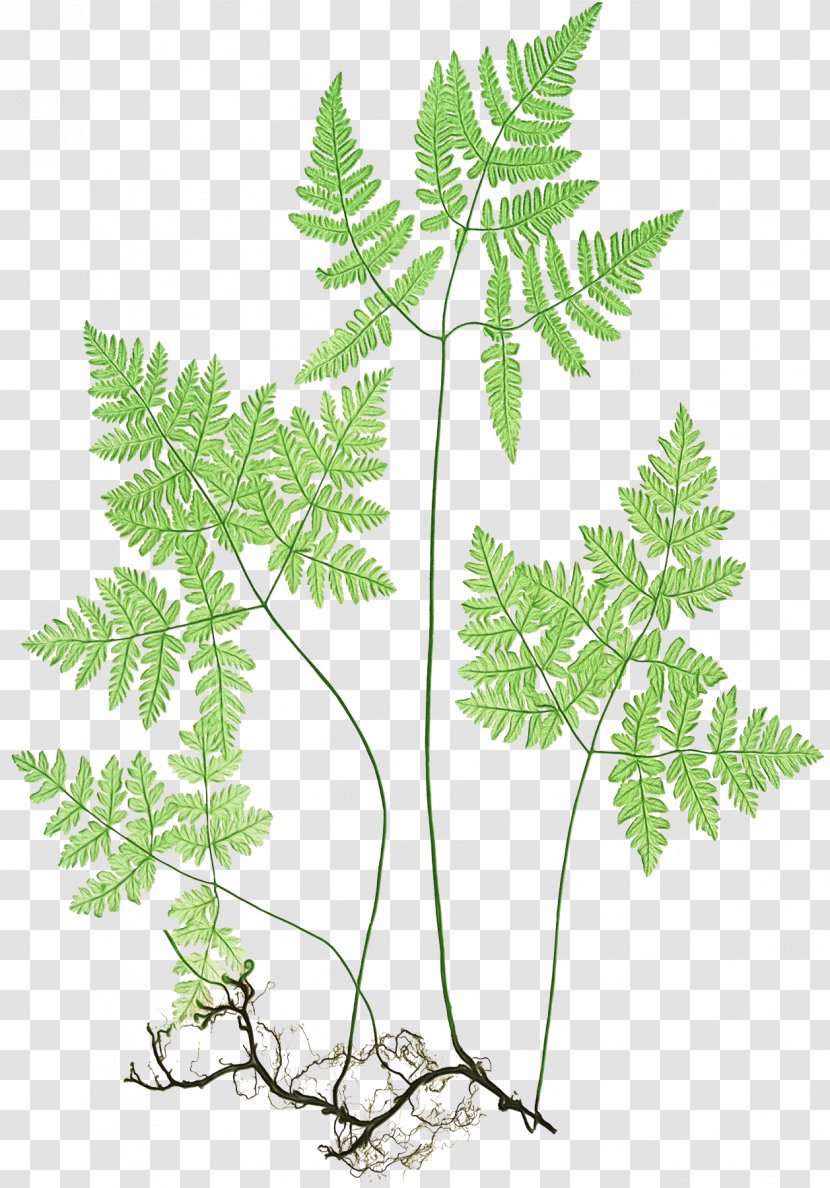 Family Tree Background - American Larch - Ostrich Fern Parsley Transparent PNG