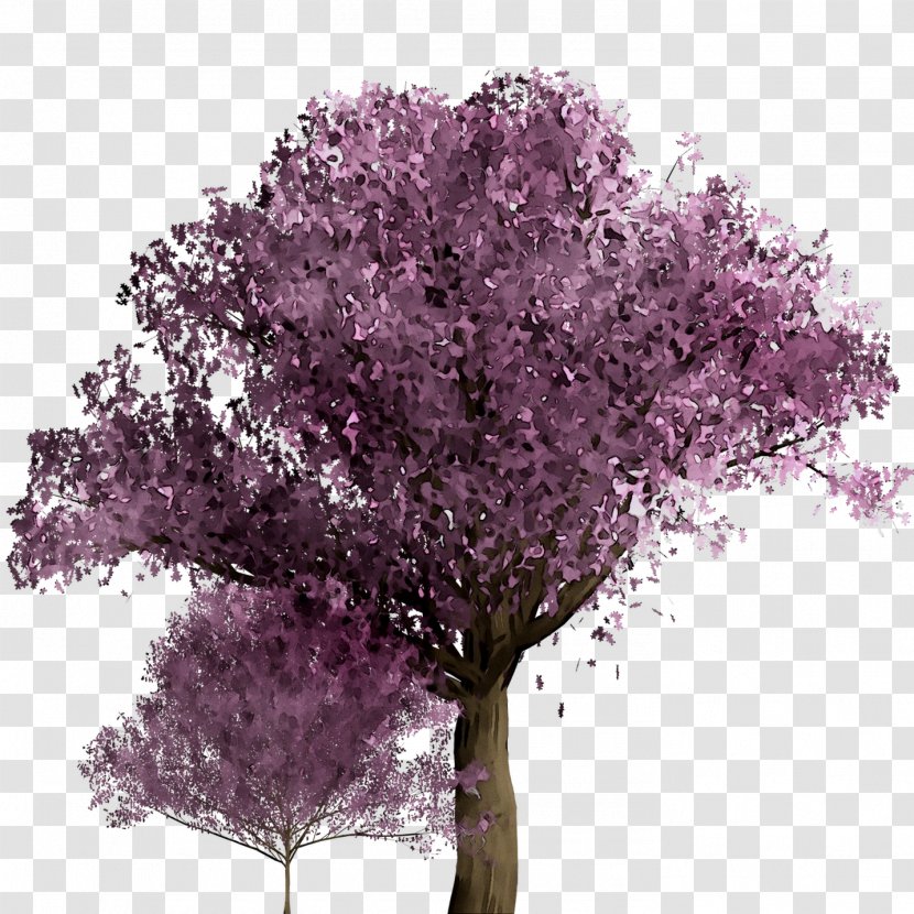 Cherry Blossom ST.AU.150 MIN.V.UNC.NR AD Purple Cherries Shrub Transparent PNG
