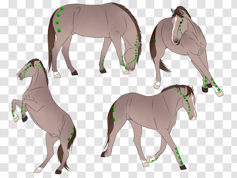 Mane Foal Stallion Mare Mustang - Horse Tack Transparent PNG