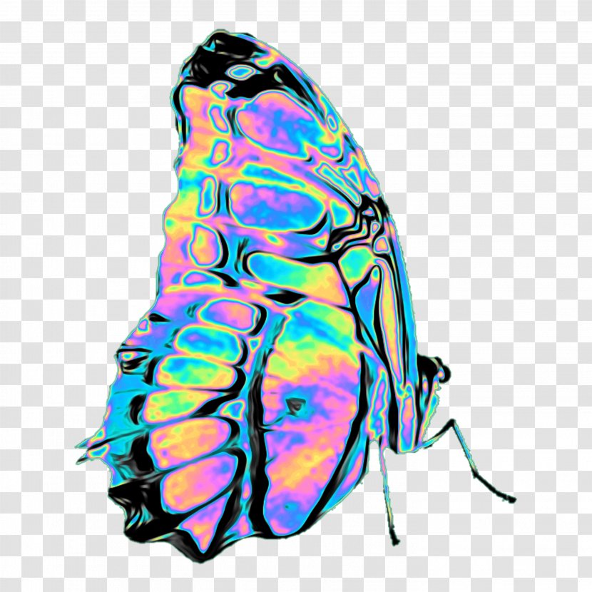 Glasswing Butterfly Insect Image Transparent PNG