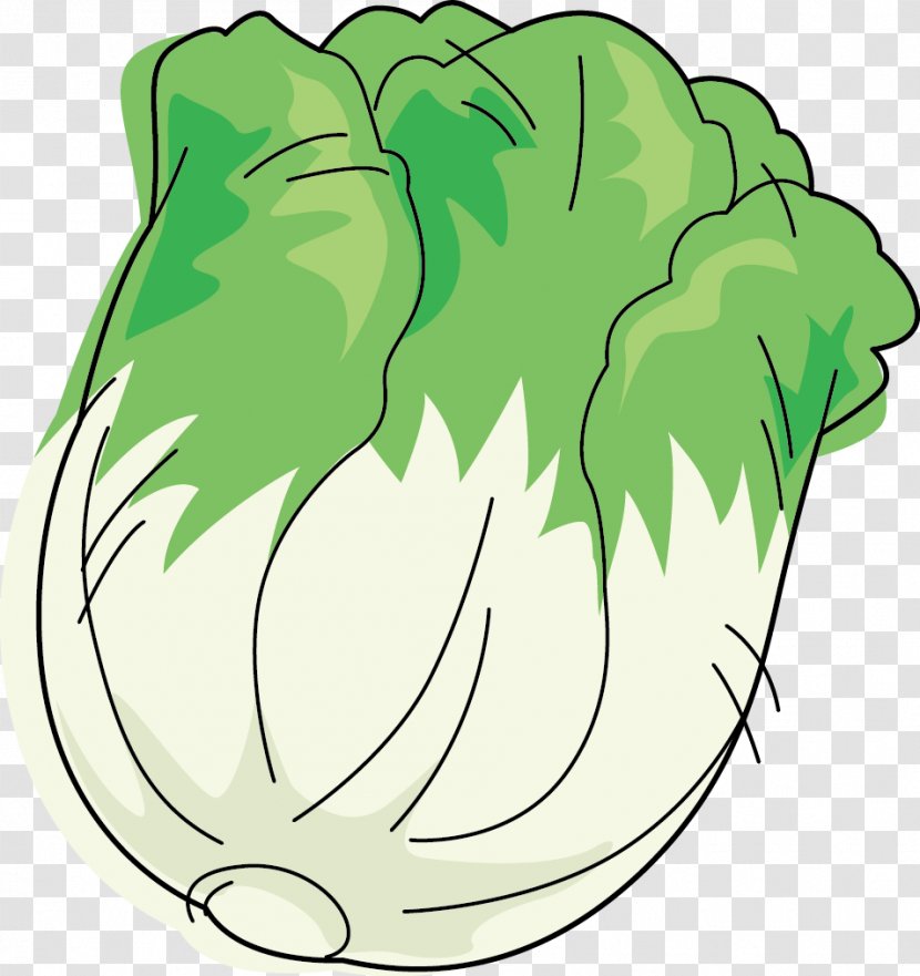 Leaf Vegetable Napa Cabbage Cartoon - Animation - Head Of Transparent PNG