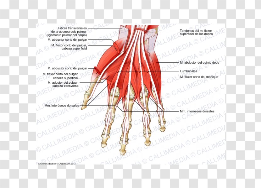 Finger Muscle Muscular System Dorsal Interossei Of The Hand - Flower Transparent PNG