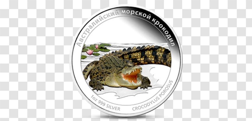 Reptile Animal Variation And Classification Saltwater Crocodile Transparent PNG