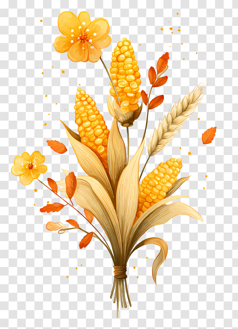 Corn Cobs - Golden Corn Harvest Bouquet Transparent PNG