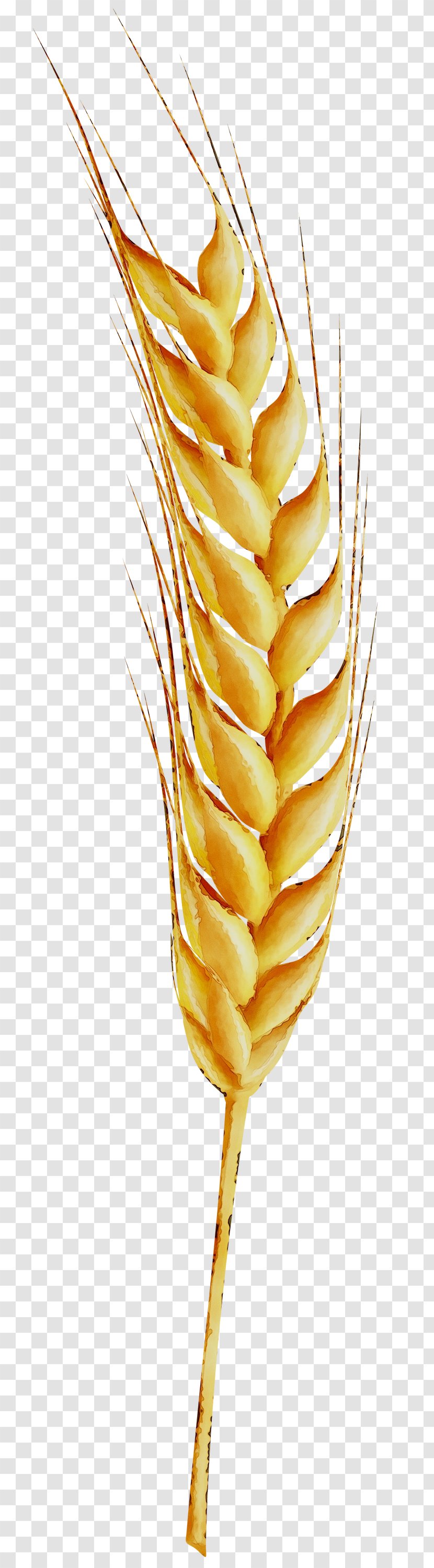 Grasses Wheat Grain Image - Grass Family Transparent PNG