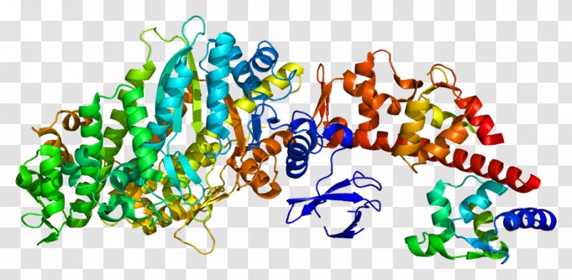 MYO5A MYL6B Myosin Protein Gene - Frame - Silhouette Transparent PNG