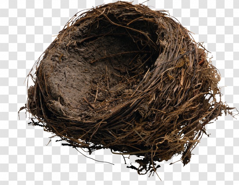 Bird Industrial Design Thesis - Stock Photography - Nest Transparent PNG