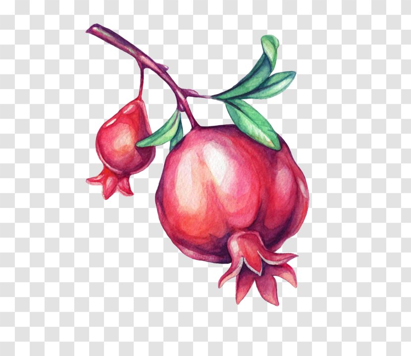 Illustrator Illustration Pomegranate Art Painting - Realism Transparent PNG