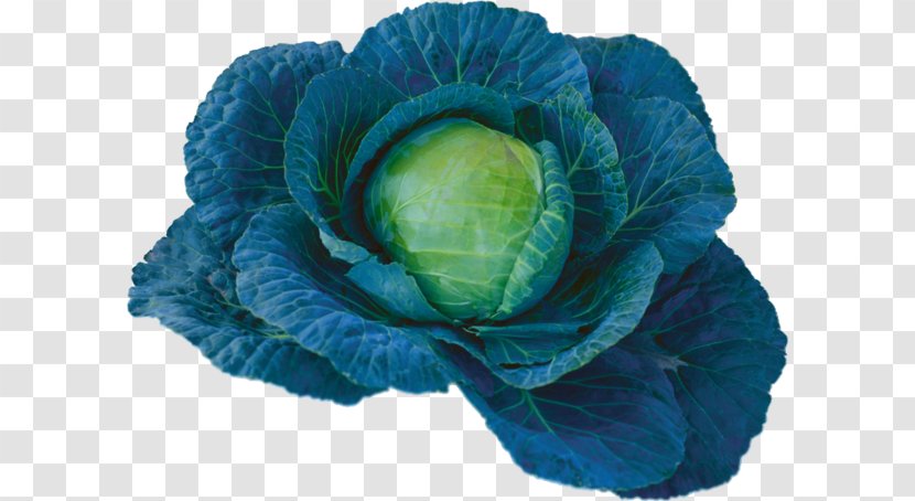 Cabbage Spring Greens Blue Vegetable Transparent PNG