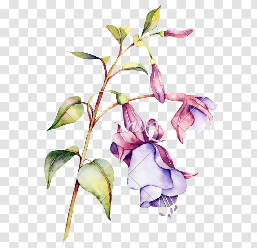 Watercolor Painting Flower Floral Design - Petal - WATERCOLOR LEAF Transparent PNG