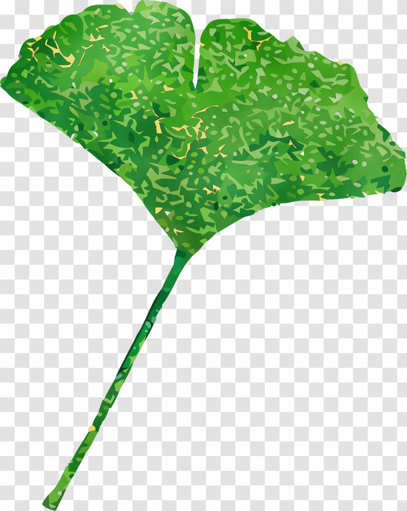 Leaf Plant Stem Tree Green Plants Transparent PNG