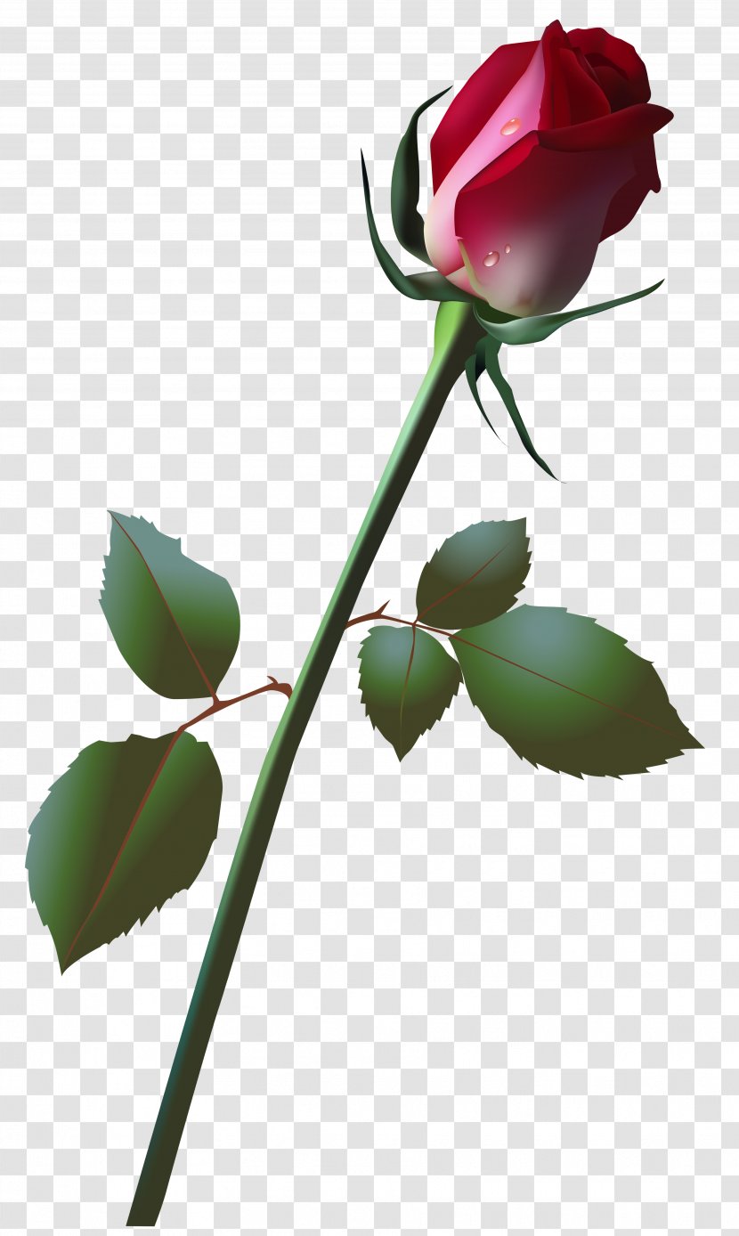 Rose Bud Clip Art - Flowering Plant - Beautiful Image Transparent PNG