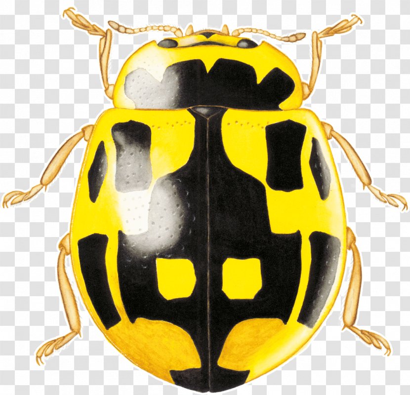 Insect Scarab Lady Bird Transparent PNG