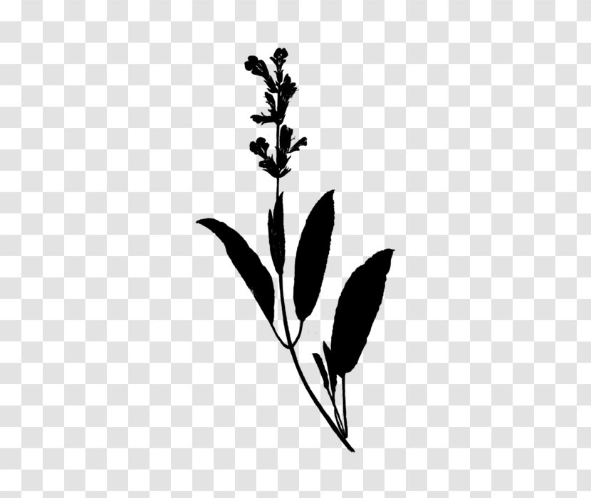 Rosemary Perriol Sa Plants Sage Plant Stem - Flowering - Silhouette Transparent PNG