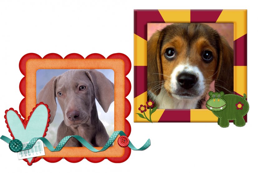 Beagle American Foxhound English Puppy Treeing Walker Coonhound Transparent PNG