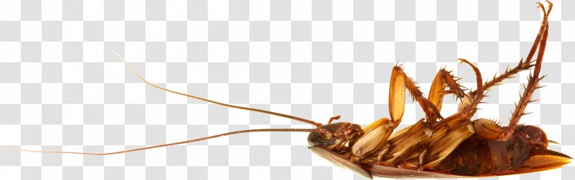 Roach - Flower - Watercolor Transparent PNG
