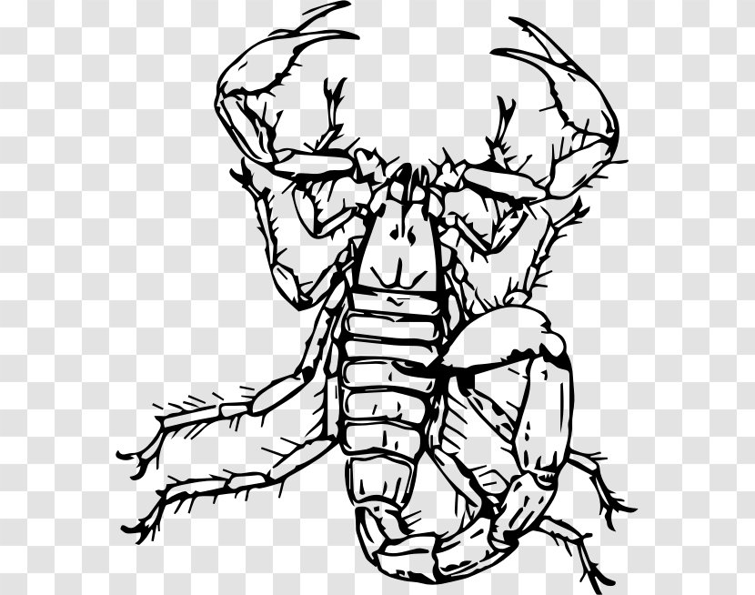 Scorpion Drawing Clip Art - Artwork Transparent PNG