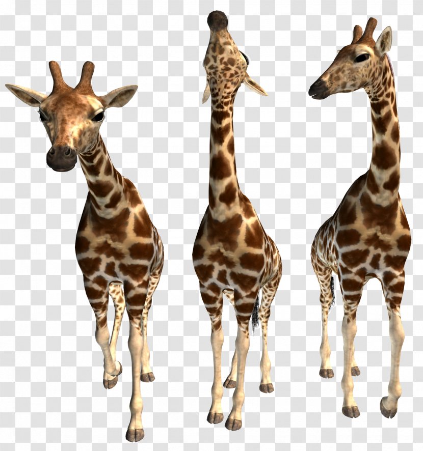Northern Giraffe Okapi Animal - Data Compression - ANIMAl Transparent PNG