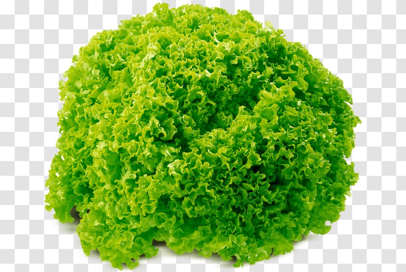 Leaf Vegetable Lettuce Food Salad - Cabbage - Fennel In Kind Transparent PNG