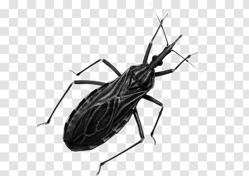 Kissing Bugs Centers For Disease Control And Prevention Insect Chagas Triatoma Dimidiata - Chinche Transparent PNG