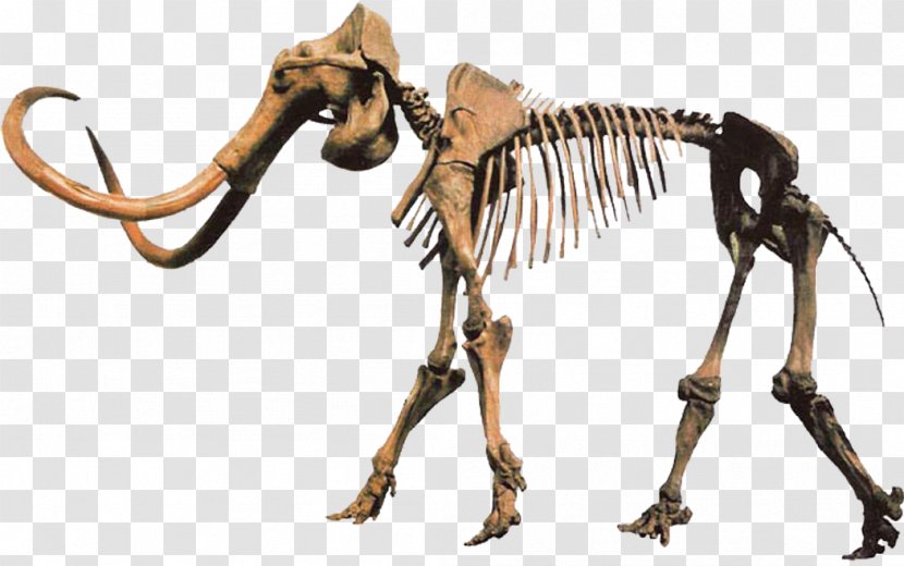 Pliocene Woolly Mammoth Columbian De-extinction - Clean Transparent PNG